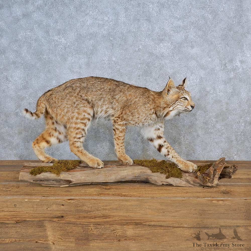 Bobcat Life-Size Mount For Sale #15572 @ The Taxidermy Store