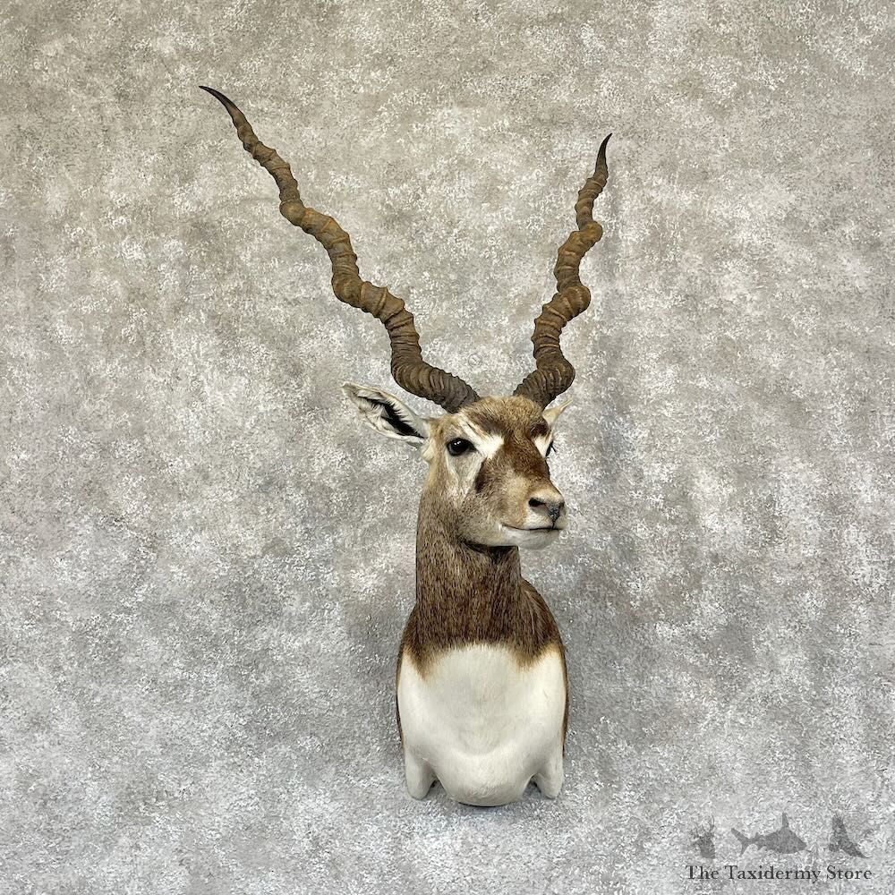 India Blackbuck Shoulder Mount For Sale #28290 @ The Taxidermy Store