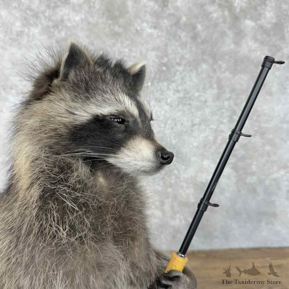 Fishing Raccoon Novelty Mount For Sale #30693 @ The Taxidermy Store