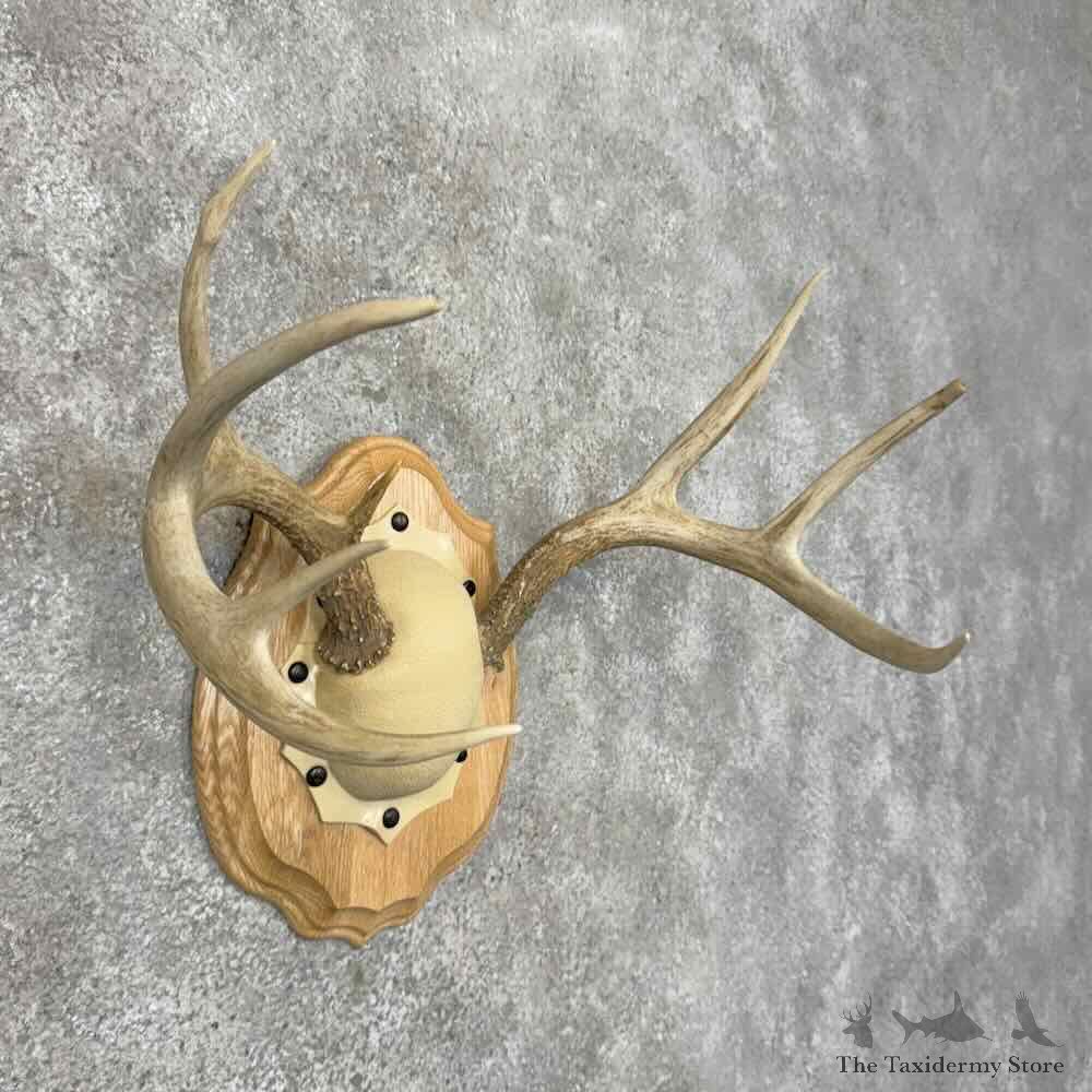 Whitetail Deer Antler Plaque Mount For Sale #30470 @ The Taxidermy Store
