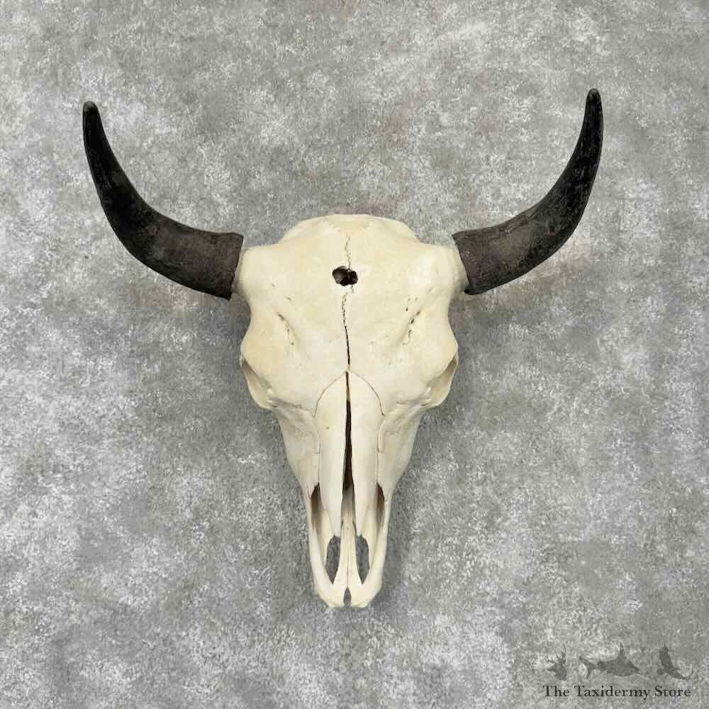 American Buffalo Bison Skull Mount For Sale #30438 @ The Taxidermy Store