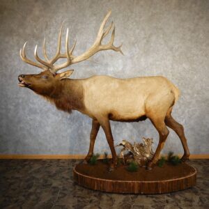 Rocky Mountain Elk Life-Size Mount For Sale #19327 @ The Taxidermy Store