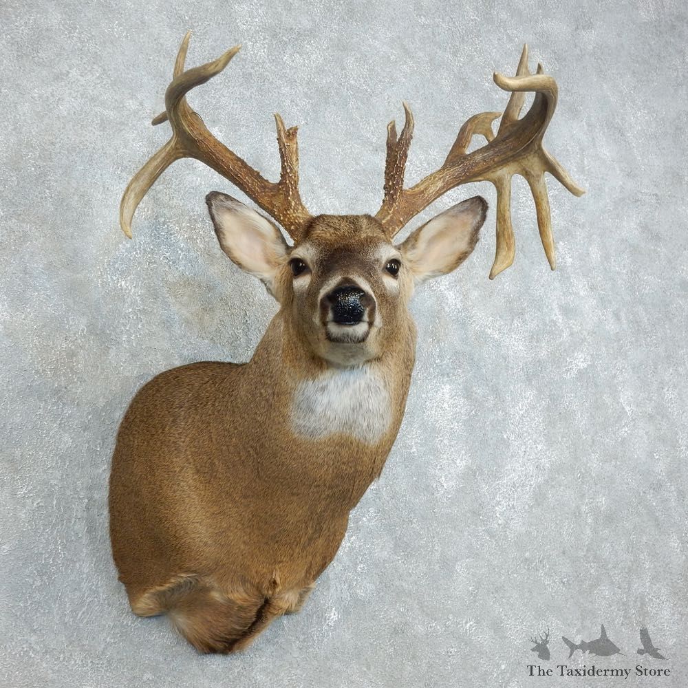 Whitetail Deer Shoulder Mount For Sale #18513 @ The Taxidermy Store