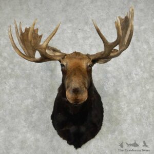 Moose Shoulder Mount #13806 For Sale @ The Taxidermy Store