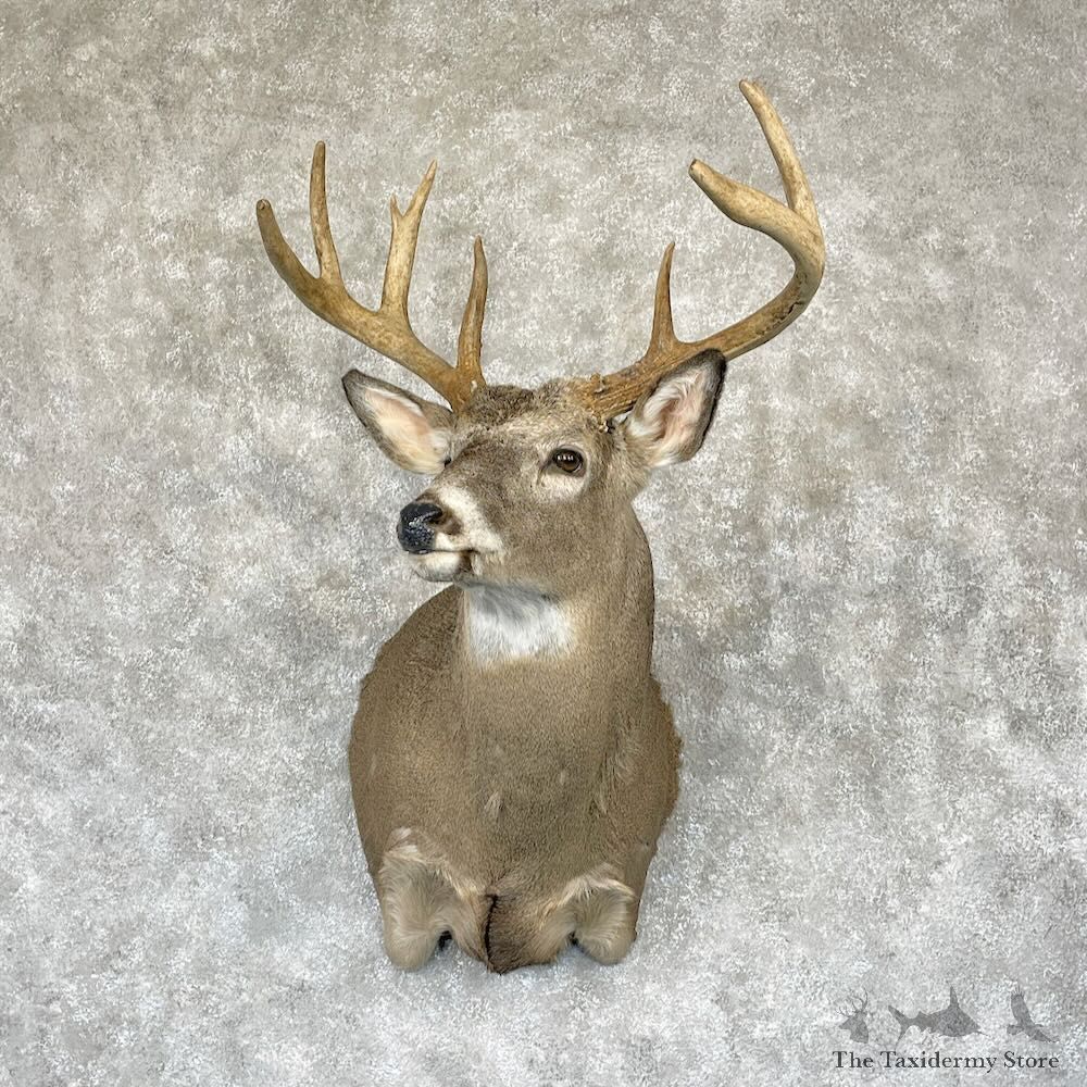 Whitetail Deer Shoulder Mount For Sale #28161 - The Taxidermy Store