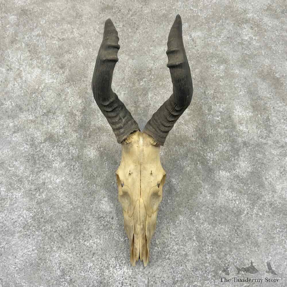 Red Hartebeest Skull European Mount For Sale #32325 @ The Taxidermy Store