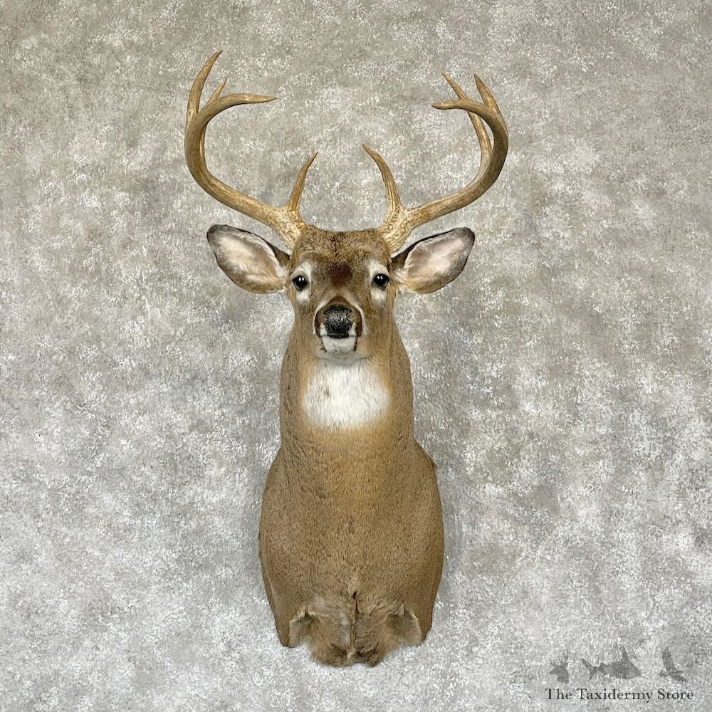 Whitetail Deer Shoulder Mount For Sale #28170 - The Taxidermy Store