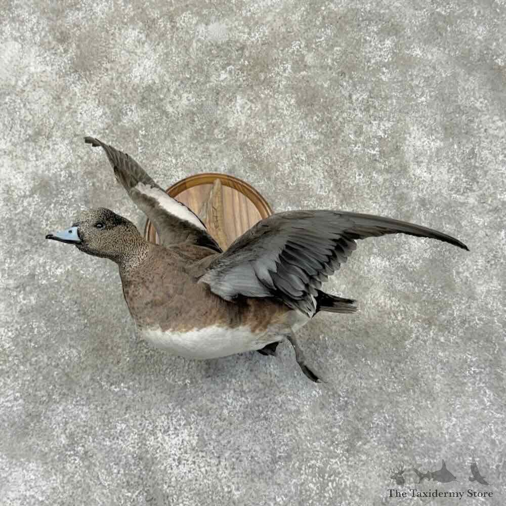 American Wigeon Duck Bird Mount For Sale #31700 @ The Taxidermy Store