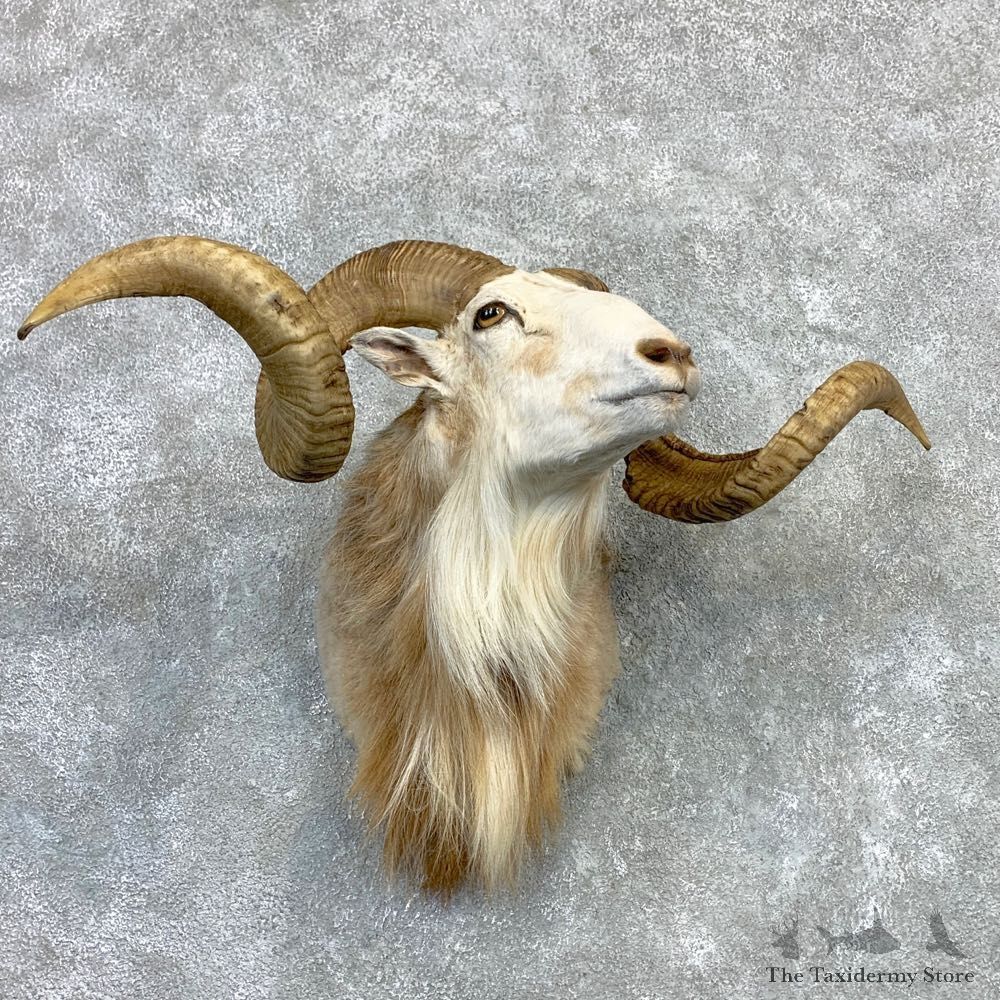 Corsican Ram Shoulder Mount For Sale #23125 @ The Taxidermy Store