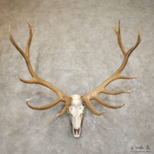 Rocky Mountain Elk Skull European Mount For Sale #19557 @ The Taxidermy Store