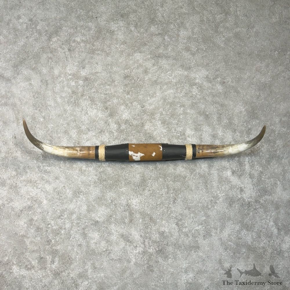 Longhorn Steer Plaque For Sale #29751 @ The Taxidermy Store