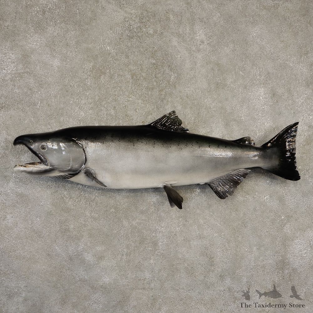 King Salmon Fish Mount For Sale #21602 @ The Taxidermy Store