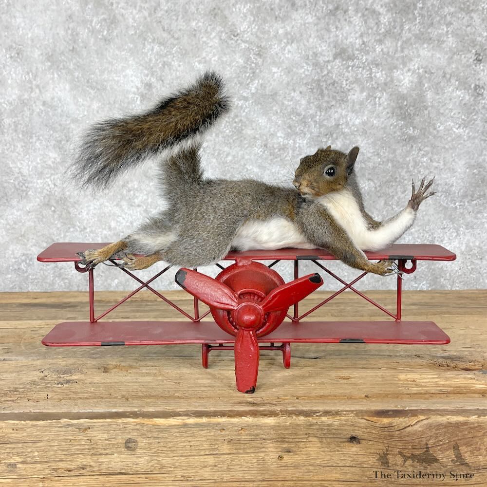 Novelty Grey Squirrel Mount For Sale #28365 @ The Taxidermy Store