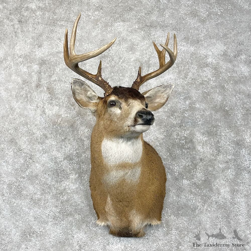 Sitka Blacktail Deer Shoulder Mount For Sale #28461 @ The Taxidermy Store