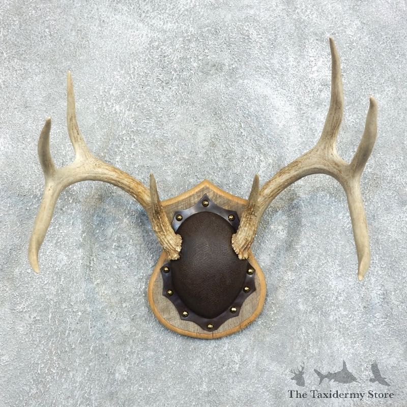 Whitetail Deer Antler Plaque Mount For Sale #18376 @ The Taxidermy Store