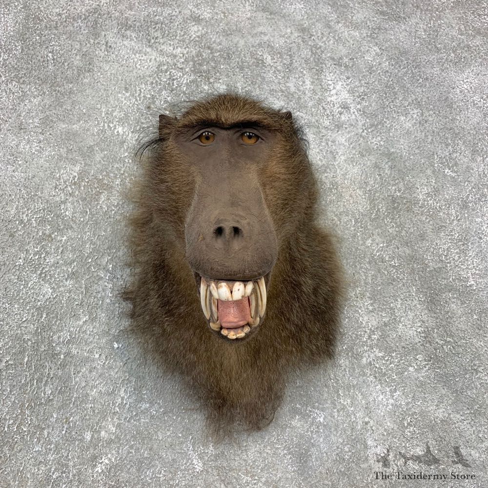 Chacma Baboon Taxidermy Shoulder Mount #21465 For Sale @The Taxidermy Store