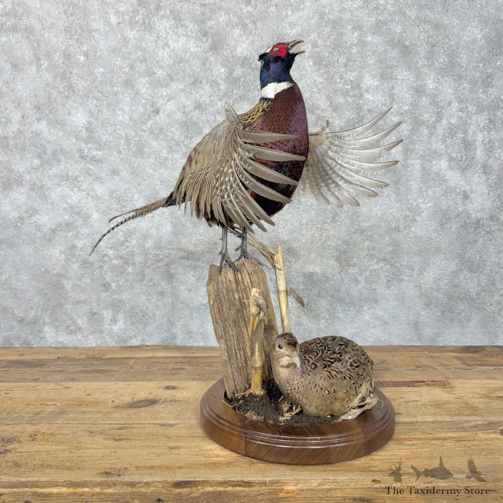 Ringneck Pheasant Pair Bird Mount For Sale #30174 @ The Taxidermy Store