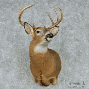 Whitetail Deer Taxidermy Shoulder Mount #13146 For Sale @ The Taxidermy Store