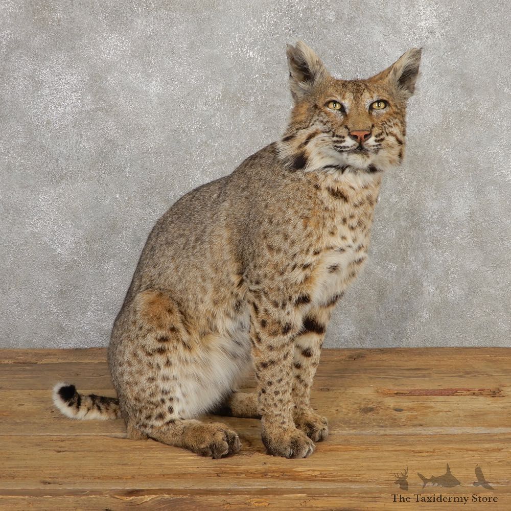 Bobcat Life-Size Mount For Sale #20318 @ The Taxidermy Store