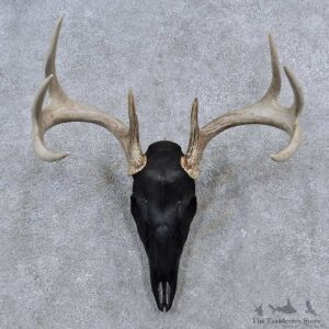 Whitetail Deer Skull Antler European Mount For Sale #15644 @ The Taxidermy Store