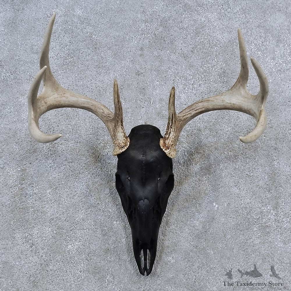 Whitetail Deer Skull Antler European Mount For Sale #15644 @ The Taxidermy Store