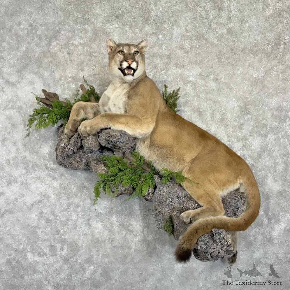 Mountain Lion Cougar Life-Size Mount For Sale #31073 @ The Taxidermy Store