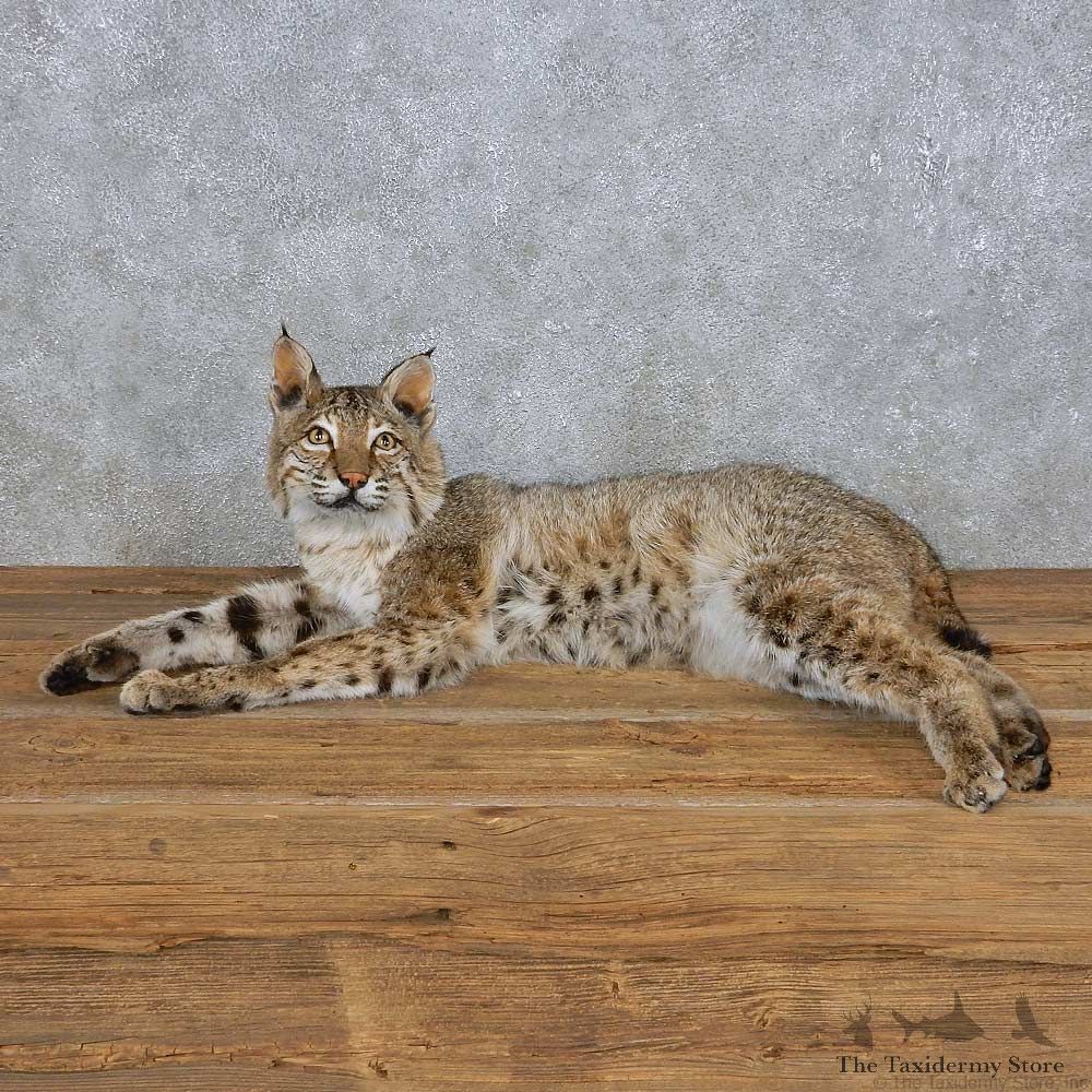Laying Bobcat Mount For Sale #14994 @ The Taxidermy Store