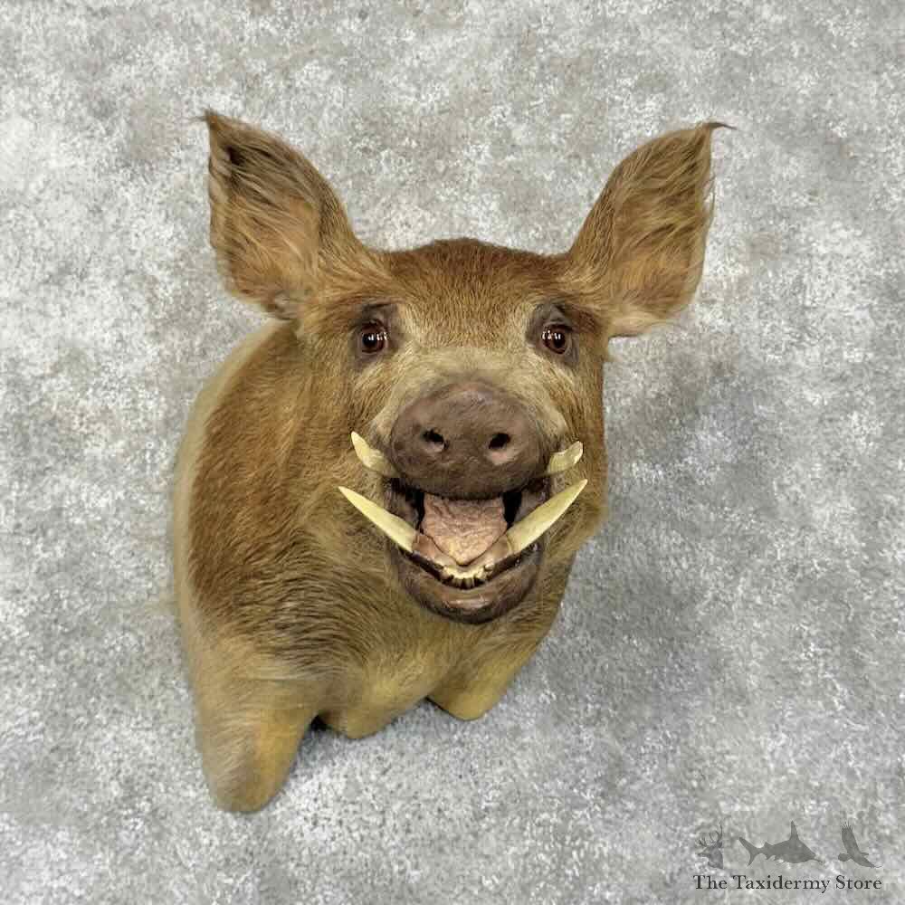 Wild Boar Shoulder Mount For Sale #30387 @ The Taxidermy Store