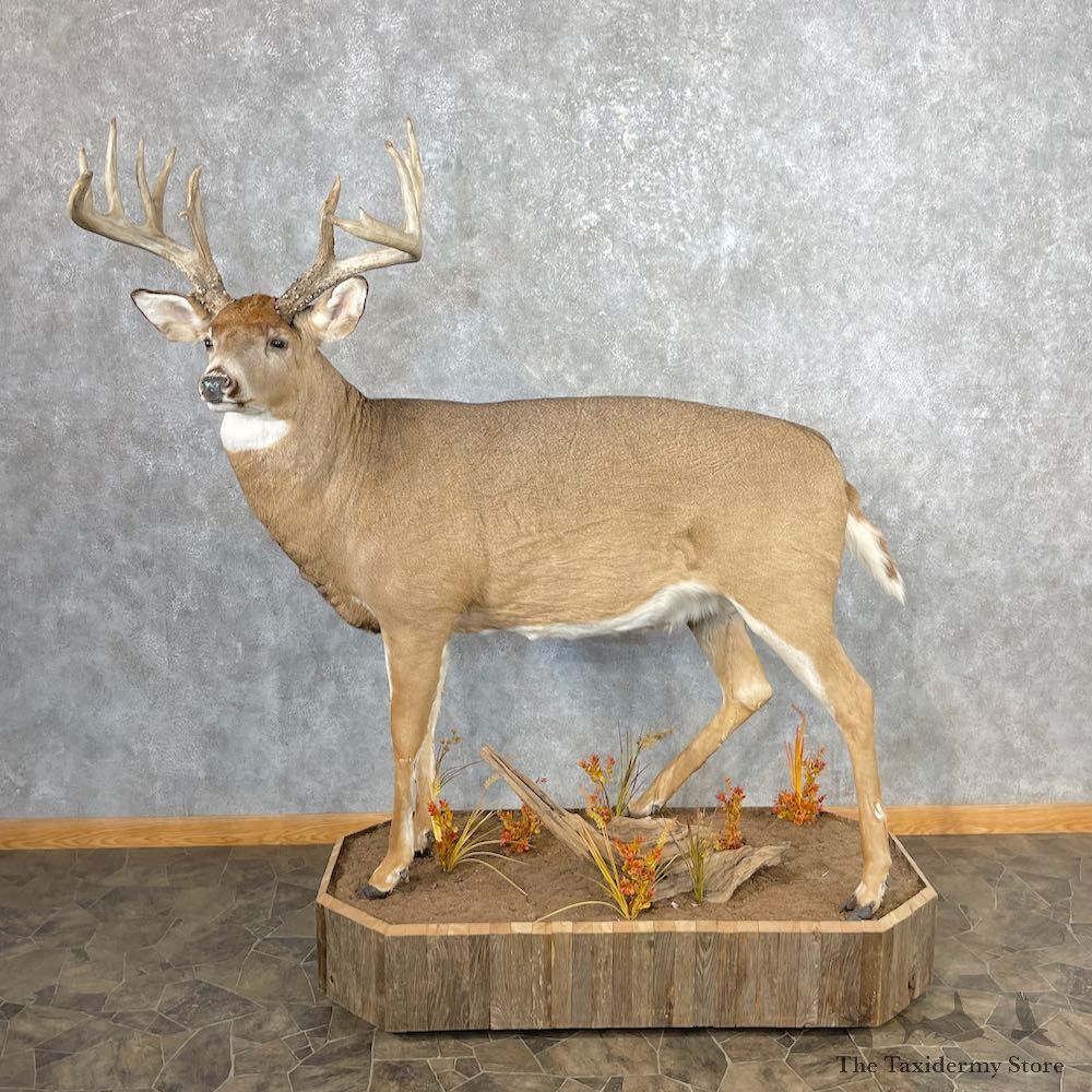 Whitetail Deer Life-Size Mount For Sale #26880 @ The Taxidermy Store