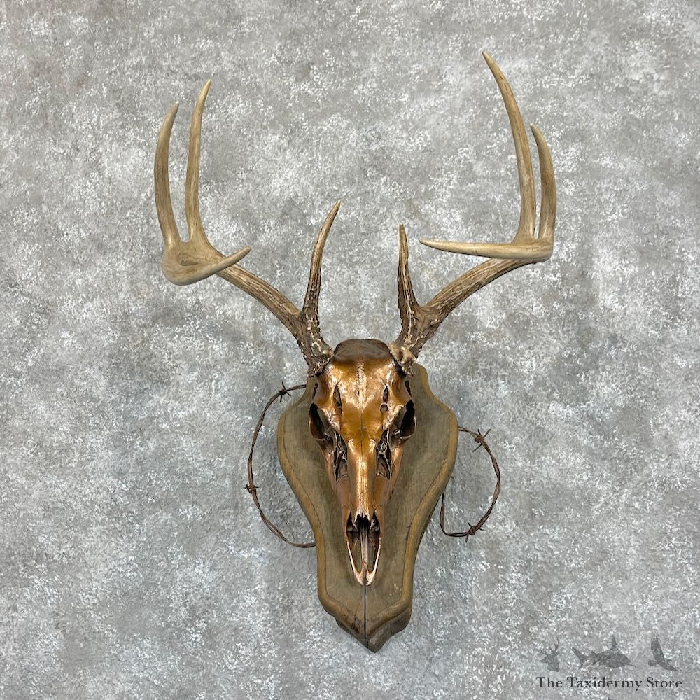 Whitetail Deer Skull European Mount For Sale #28069 @ The Taxidermy Store