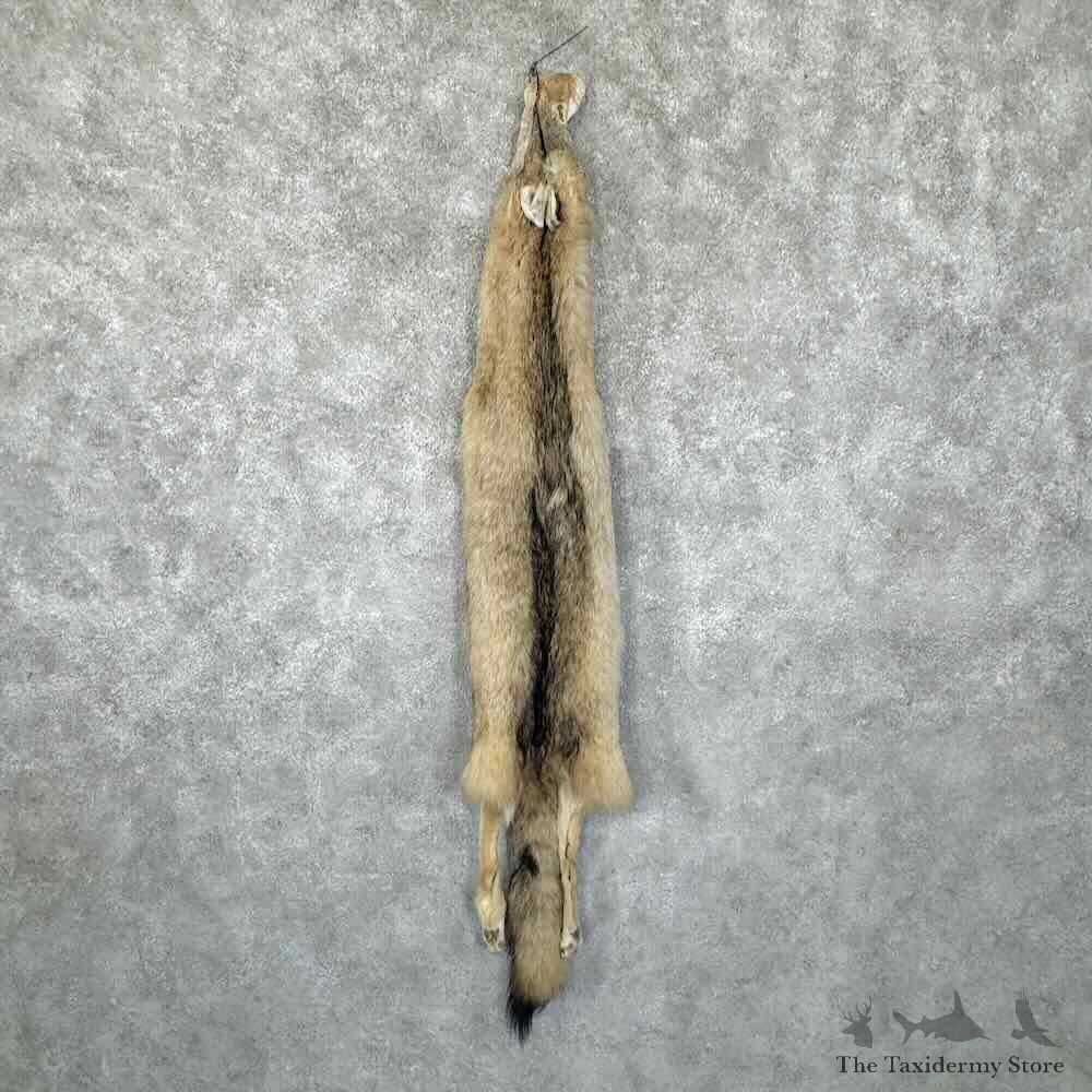Coyote Dressing Tanned Hide For Sale #30948 @ The Taxidermy Store