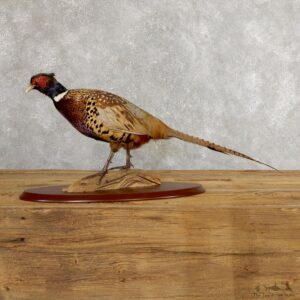 Ringneck Pheasant Bird Mount For Sale #19755 @ The Taxidermy Store