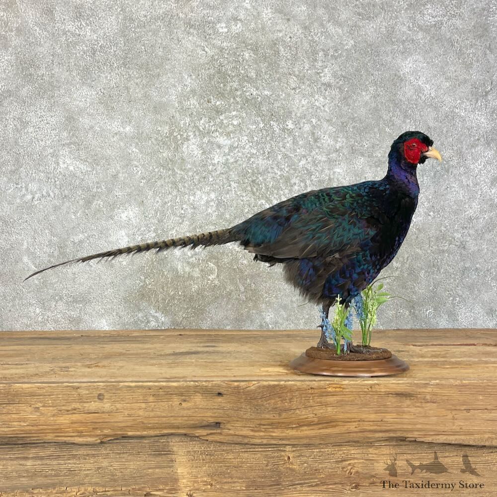 Green Pheasant Bird Mount For Sale #28024 @ The Taxidermy Store
