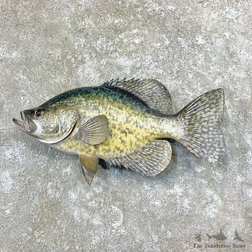 Black Crappie Fish Mount For Sale #27722 @ The Taxidermy Store
