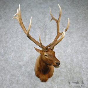 Rocky Mountain Elk Shoulder Taxidermy Head Mount #12608 For Sale @ The Taxidermy Store
