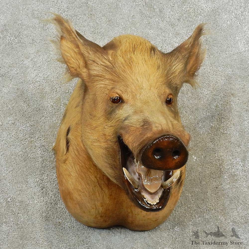 Wild Boar Shoulder Mount For Sale #16759 @ The Taxidermy Store