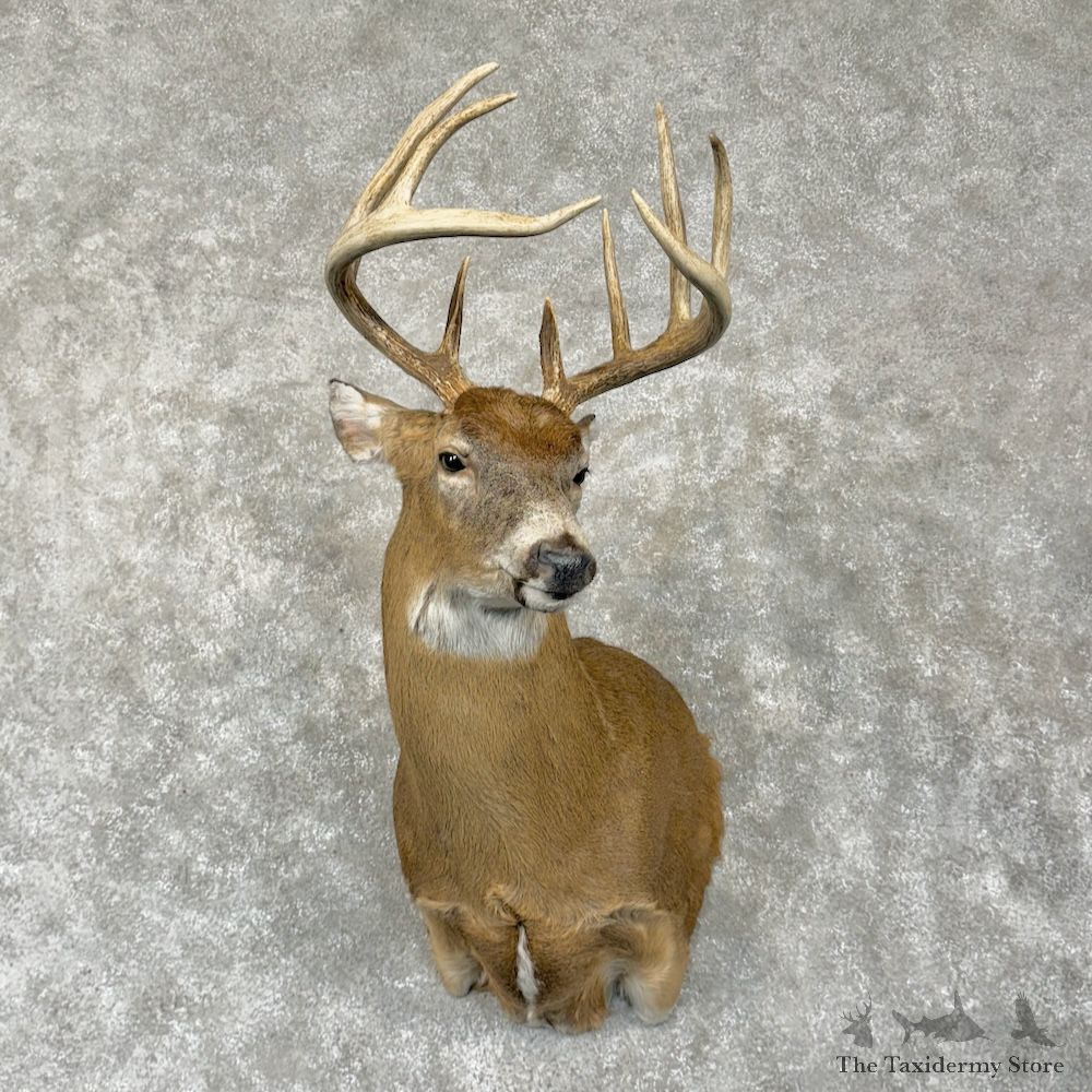 Whitetail Deer Shoulder Mount For Sale #29285 @ The Taxidermy Store