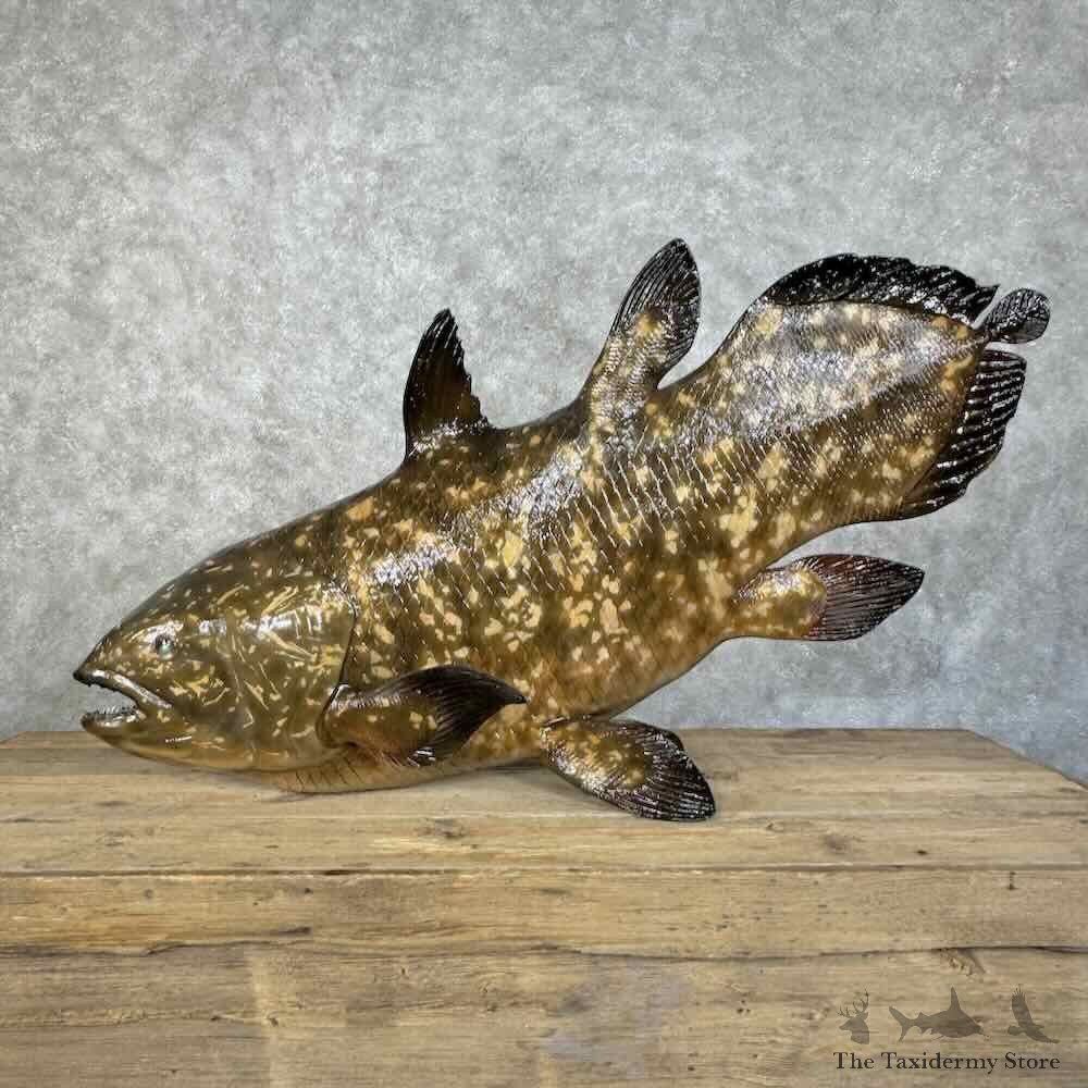 Reproduction Coelacanth Fish Mount For Sale #31391 @ The Taxidermy Store