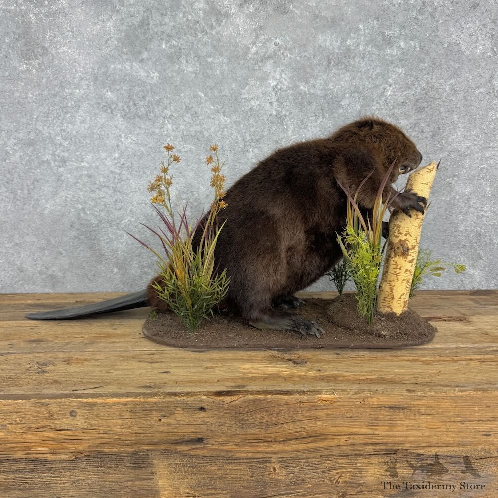 North American Beaver Life Size Mount For Sale #32382 @ The Taxidermy Store