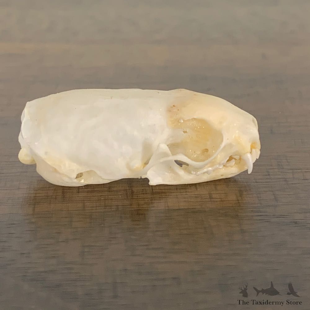 Weasel Full Skull Taxidermy Mount For Sale #22244 @ The Taxidermy Store