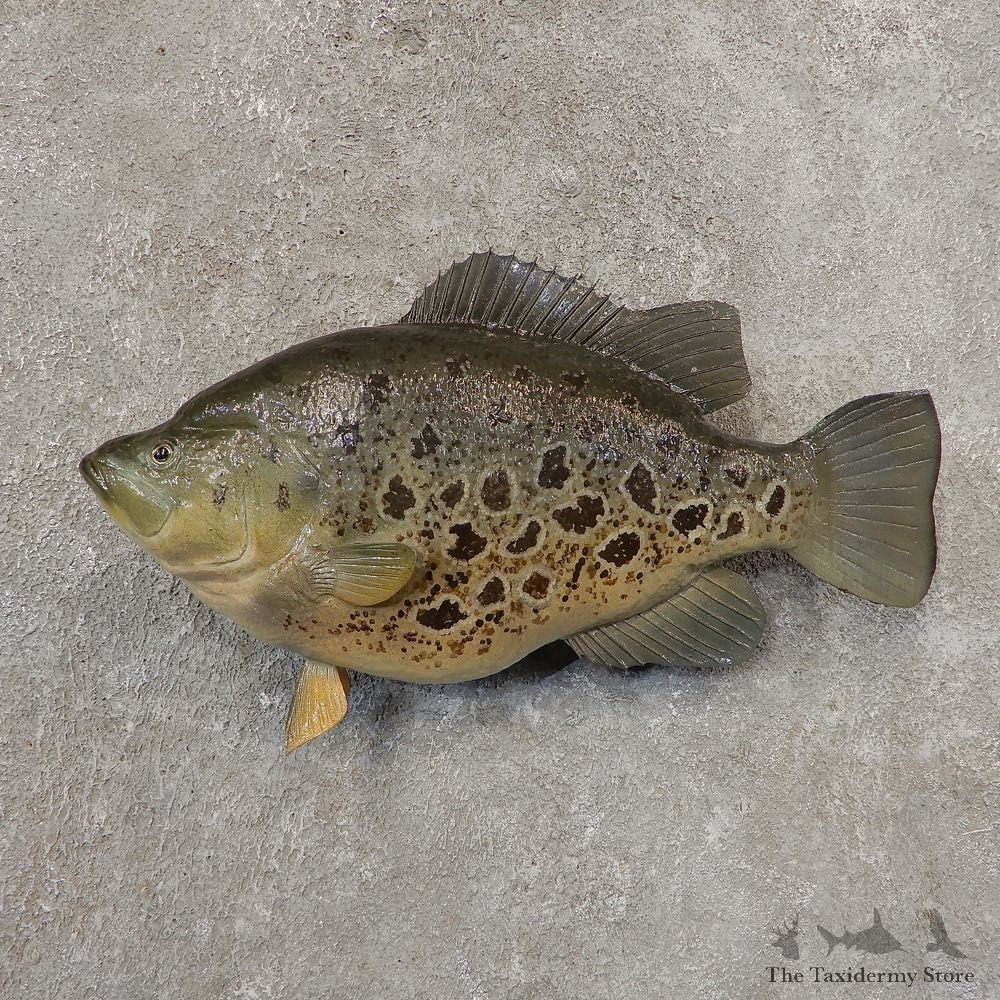 Sacramento Perch Fish Mount For Sale #21322 @ The Taxidermy Store