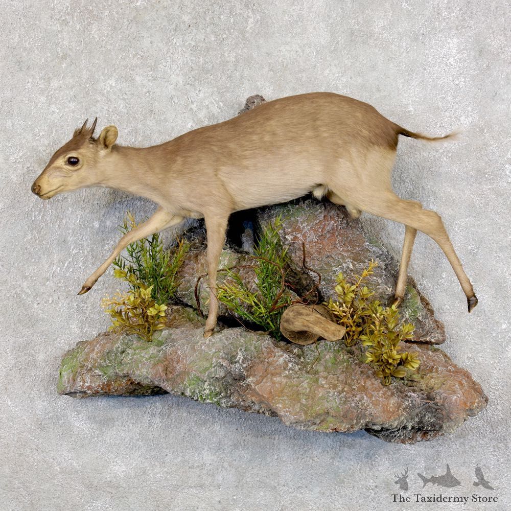Blue Duiker Life-Size Mount For Sale #22582 @ The Taxidermy Store