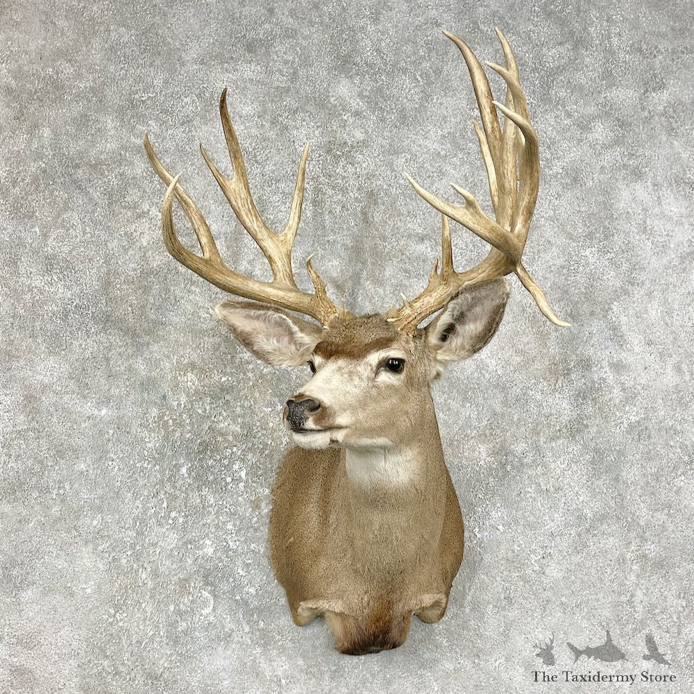 Mule Deer Shoulder Mount For Sale #25868 @ The Taxidermy Store