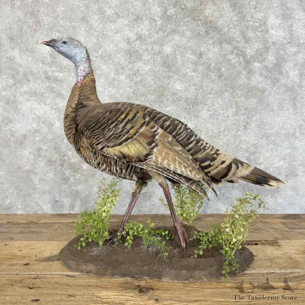 Eastern Turkey Hen Bird Mount For Sale #31149 @ The Taxidermy Store
