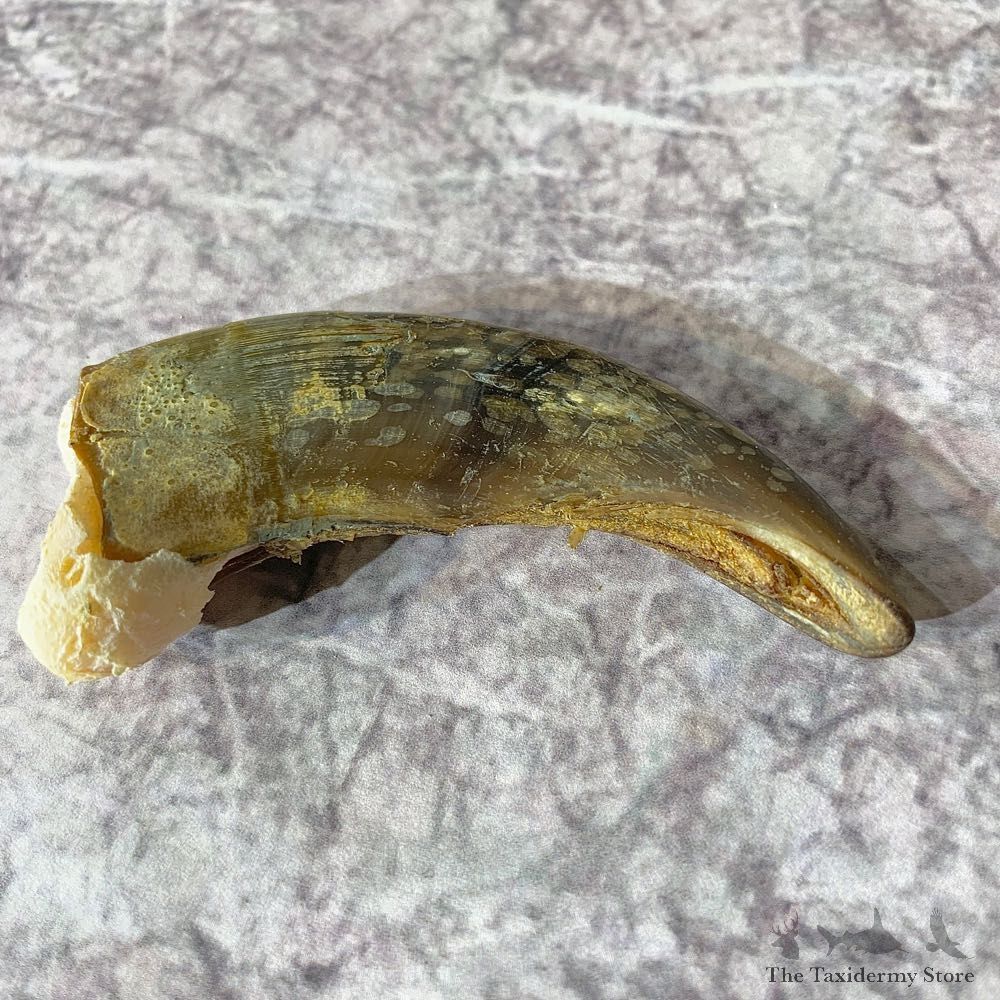 Grizzly Bear Claw For Sale #21897 - The Taxidermy Store