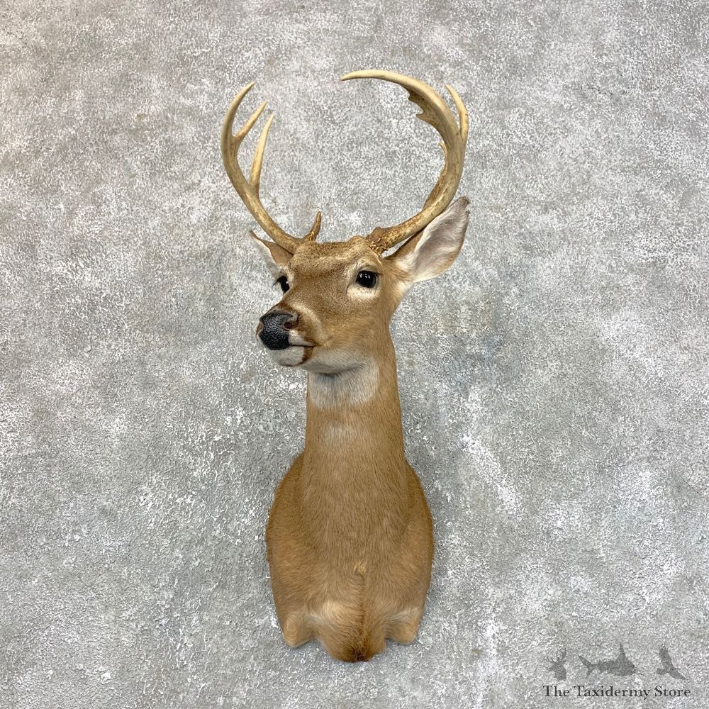Texas Whitetail Deer Shoulder Mount #23947 For Sale - The Taxidermy Store