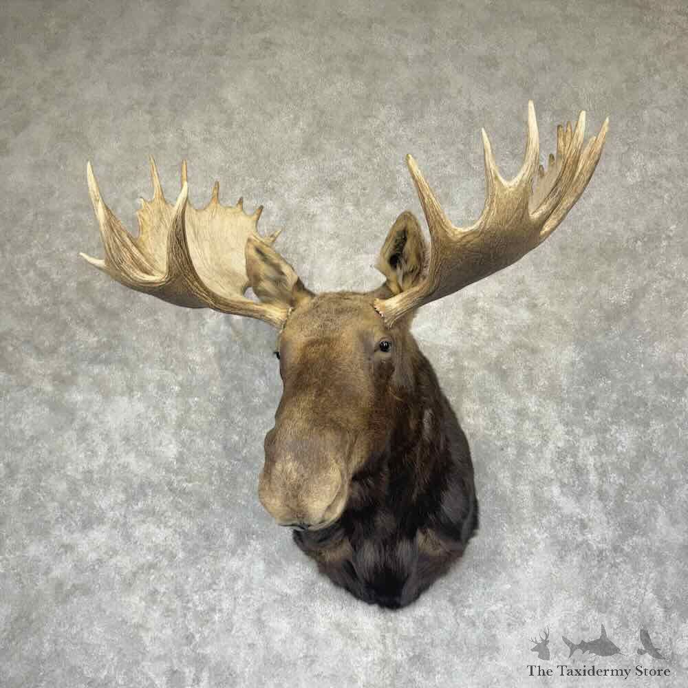 Canadian Moose Shoulder Mount For Sale #31512 @ The Taxidermy Store