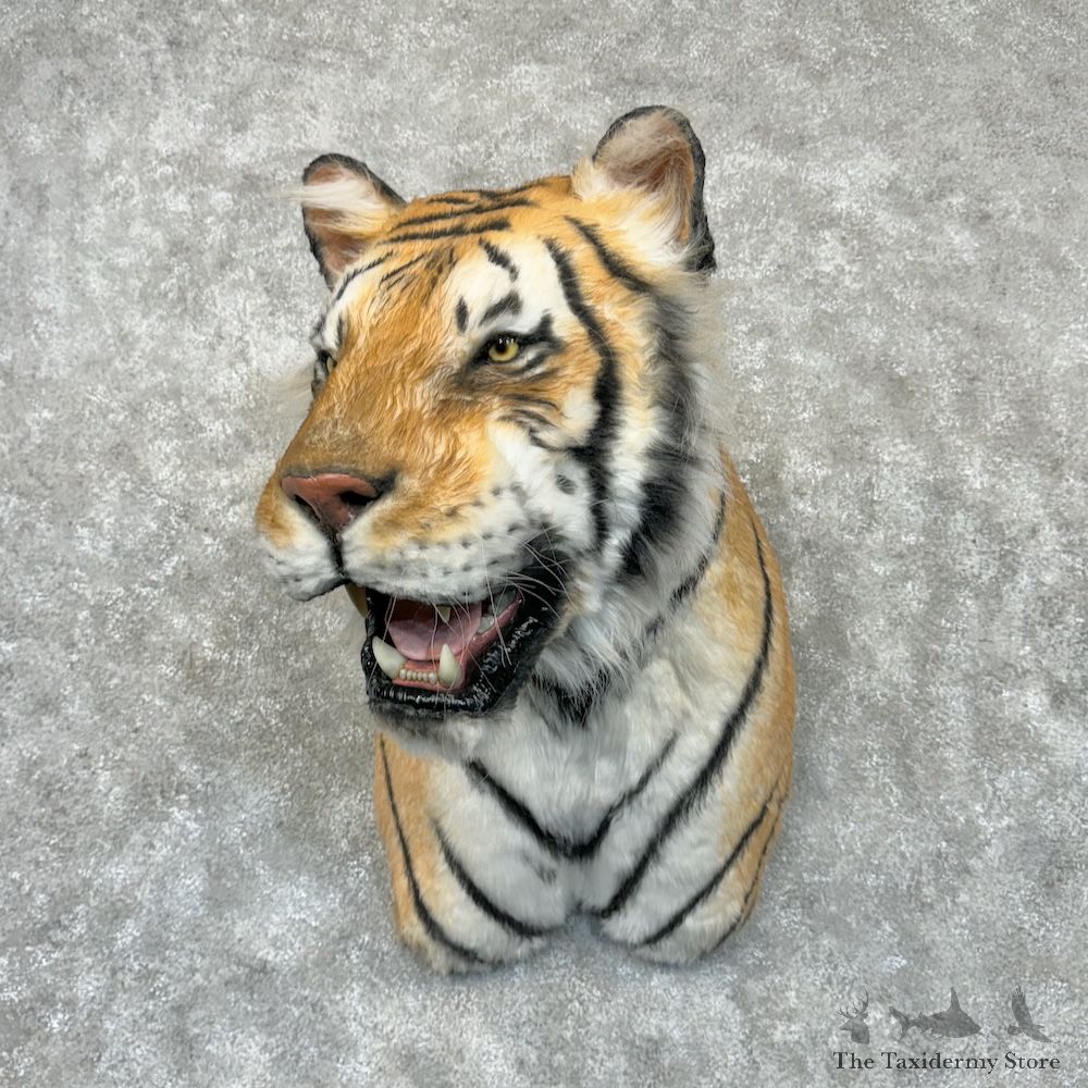 Reproduction Siberian Tiger Shoulder Mount For Sale #29715 @ The Taxidermy Store