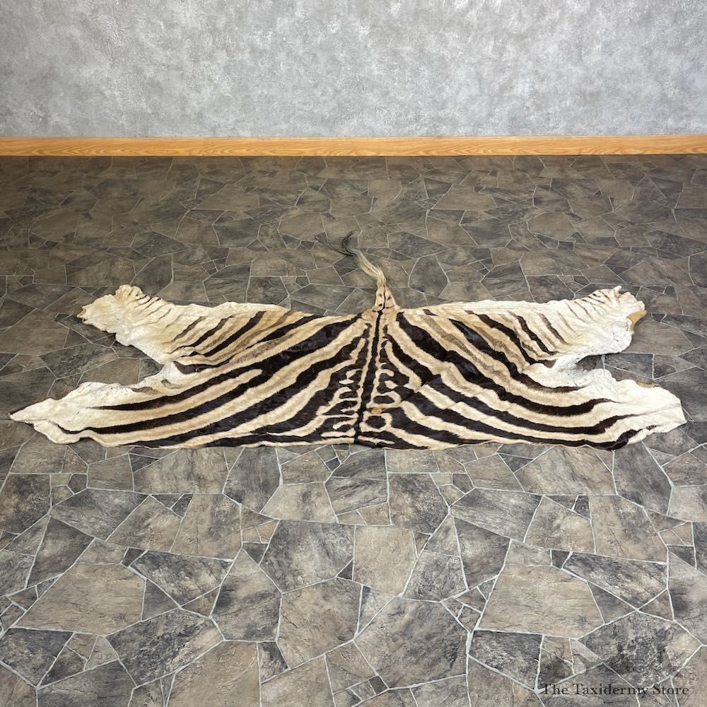 African Zebra Back Hide For Sale #25366 @ The Taxidermy Store