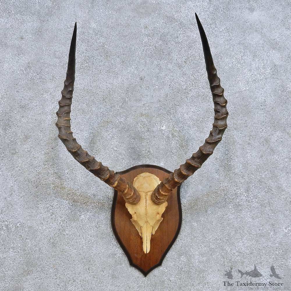 African Impala Skull & Horn European Mount For Sale #14622 @ The Taxidermy Store